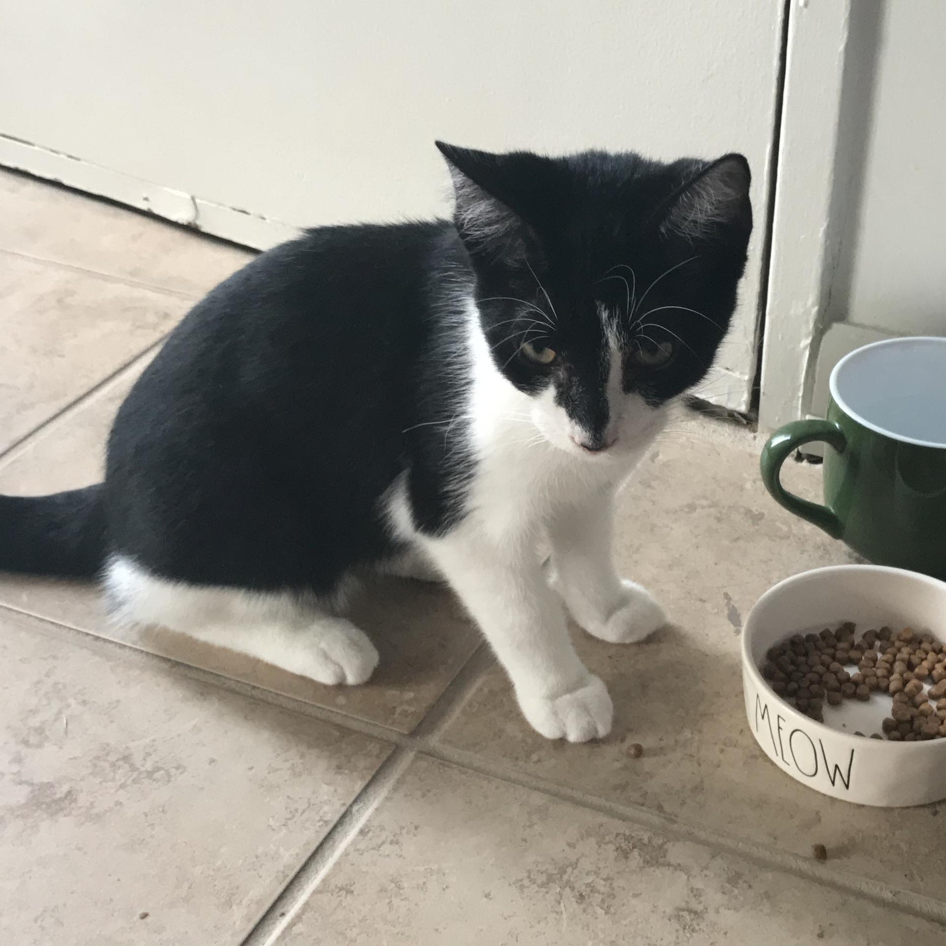 Our newest addition to our family: Tux!