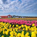 Tulip Festival