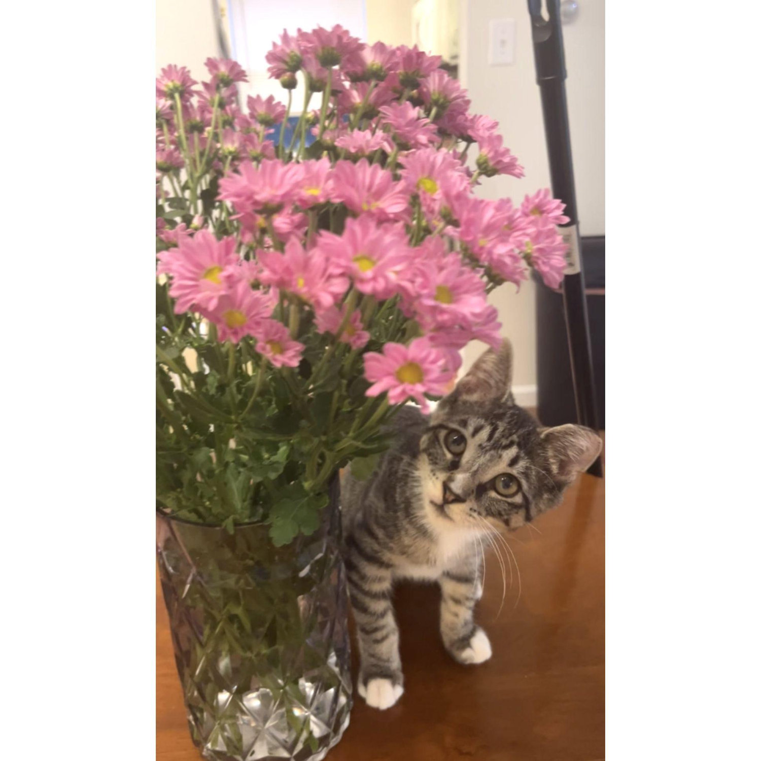 Our Philly stray, Rocky