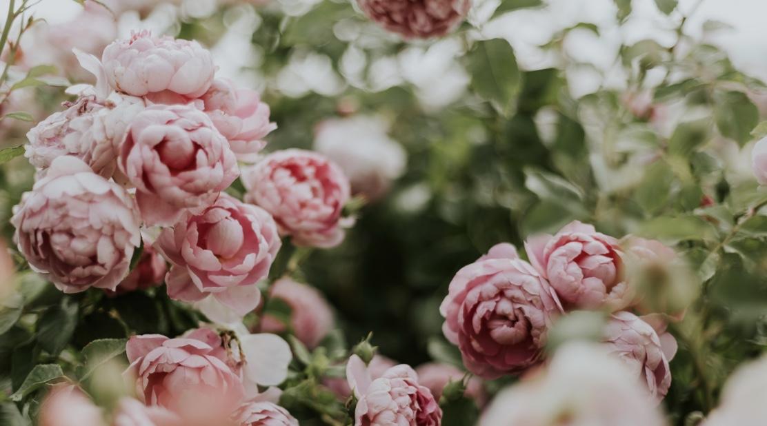 The Wedding Website of Annastasia Paige and Christopher Sarkisian