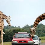 Natural Bridge Wildlife Ranch