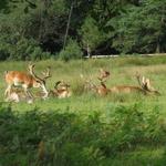 Bolderwood Deer Sanctuary