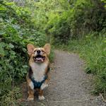 Hiller Dog Park & Hammond Trail