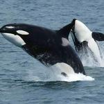 Whale Watching