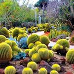 Desert Botanical Garden
