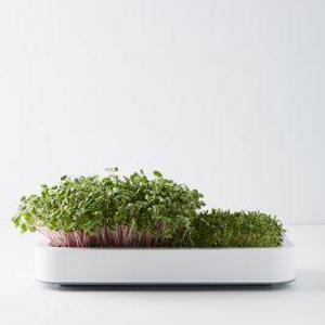 Chef'n Microgreens Grower