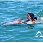 Dolphin Explorer