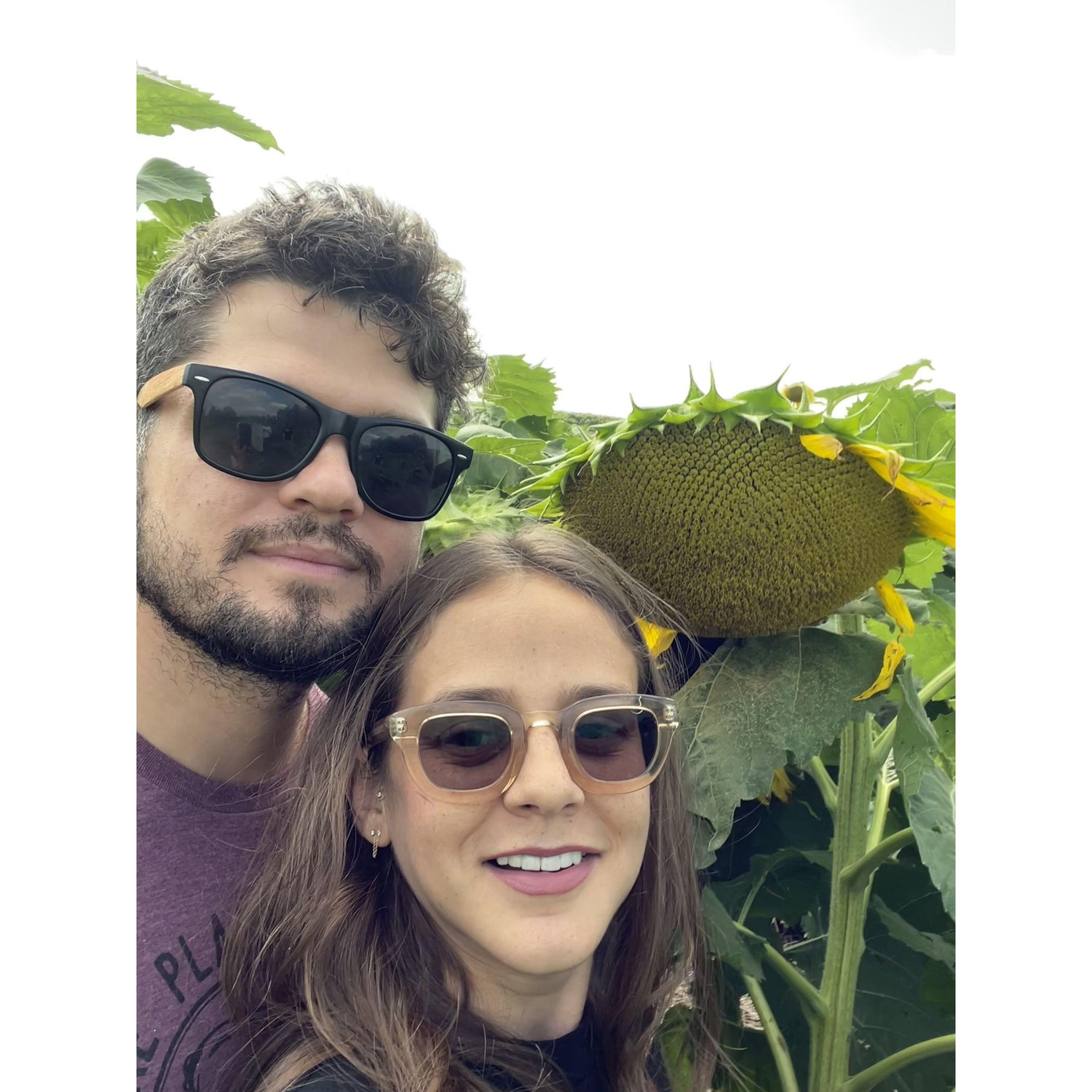PA Sunflower fields