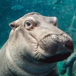 Cincinnati Zoo