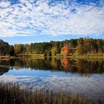 Bernheim Forest