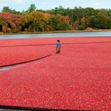 Cranberry Harvesting
