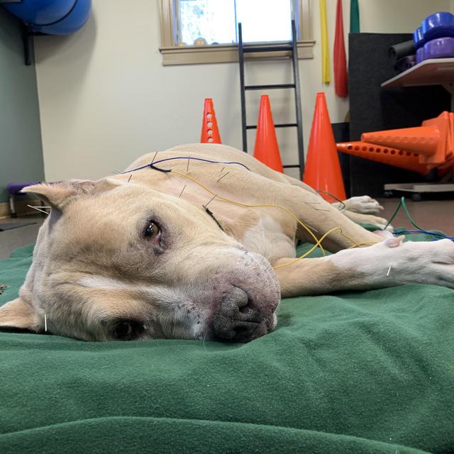 Dog Acupuncture