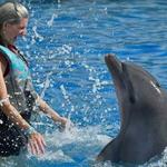 Marineland Dolphin Adventure