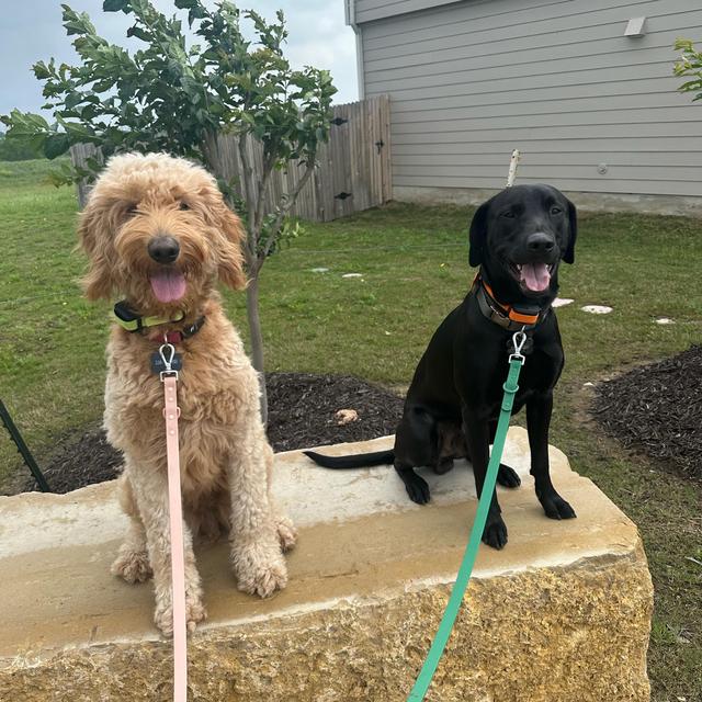 Year's Supply Of Pet Treats