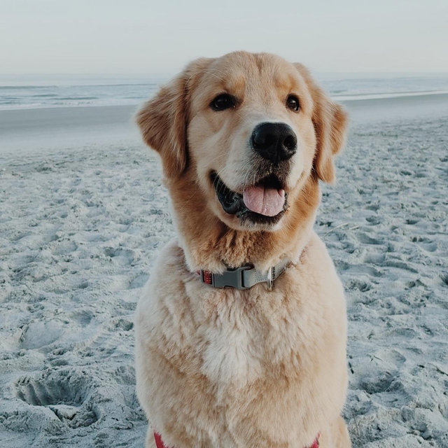 Bodie’s Wedding Week Vacation (Dog-Sitter)