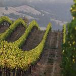 Littorai Vineyards
