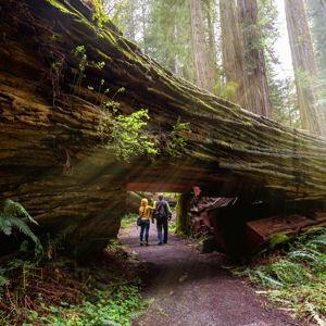 America the Beautiful National Parks Pass