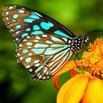 The Key West Butterfly and Nature Conservatory