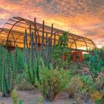 Desert Botanical Garden
