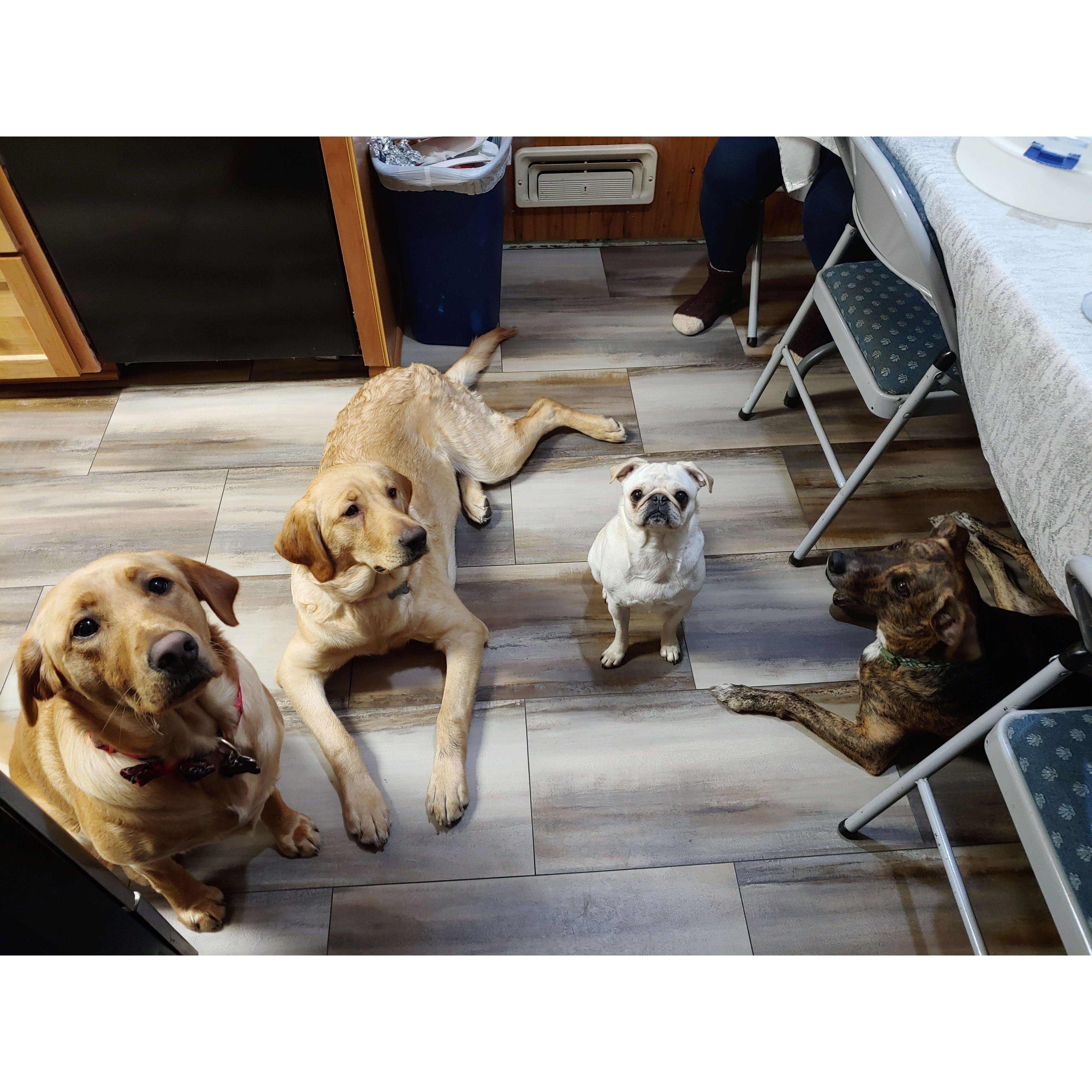Josie, Georgie, Dottie, and Tippy at Christmas 2019