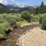 Gold Dust Trail