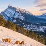 Mount Norquay Lookout