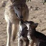 Hang with the wolves!!