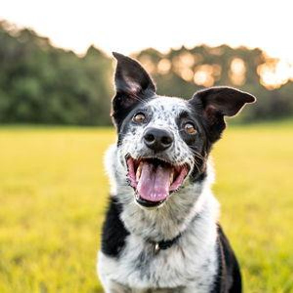 Puppy Startup Fund