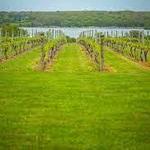 Carolyn's Sakonnet Vineyard