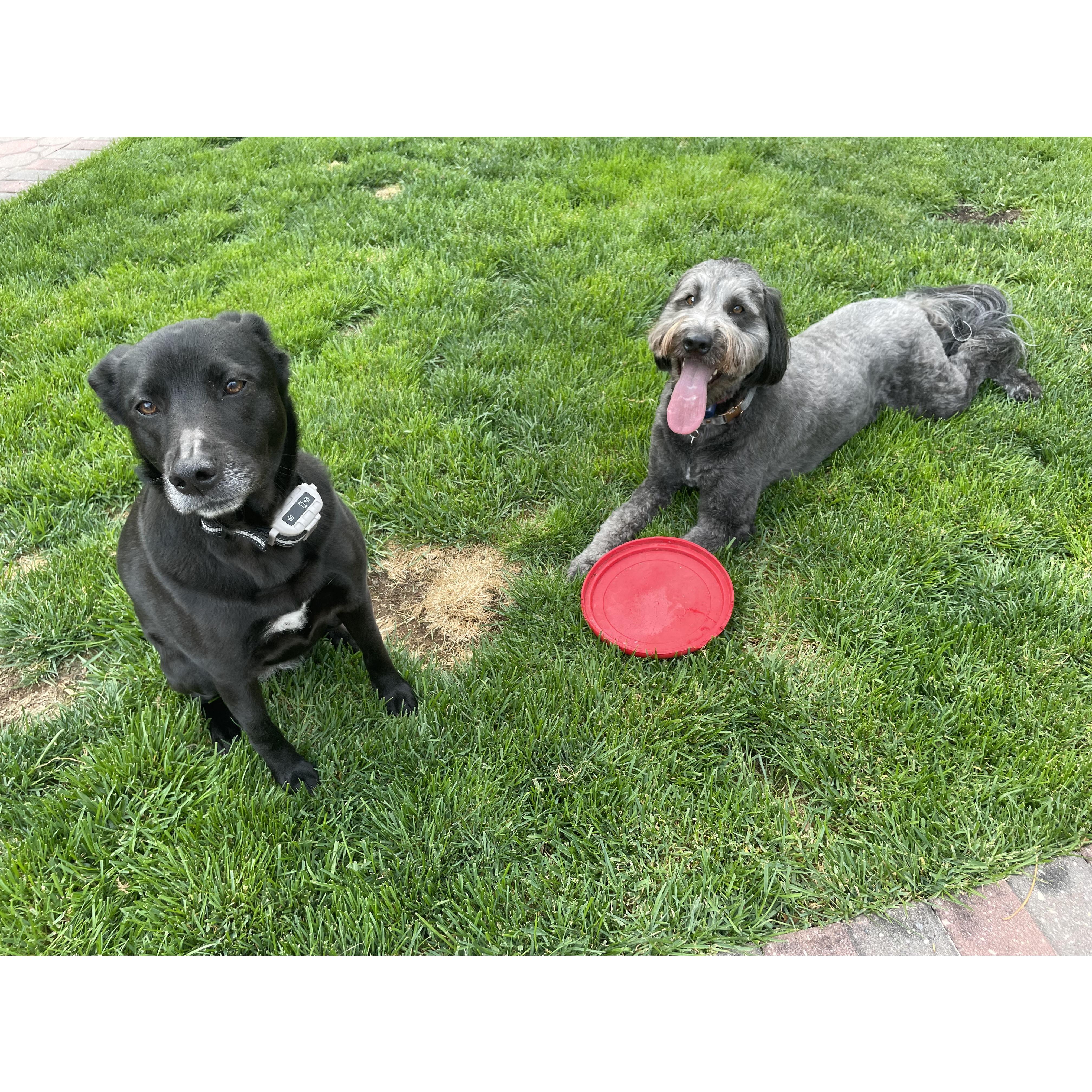 Luna & Bear