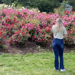 International Rose Test Garden