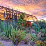 Desert Botanical Garden