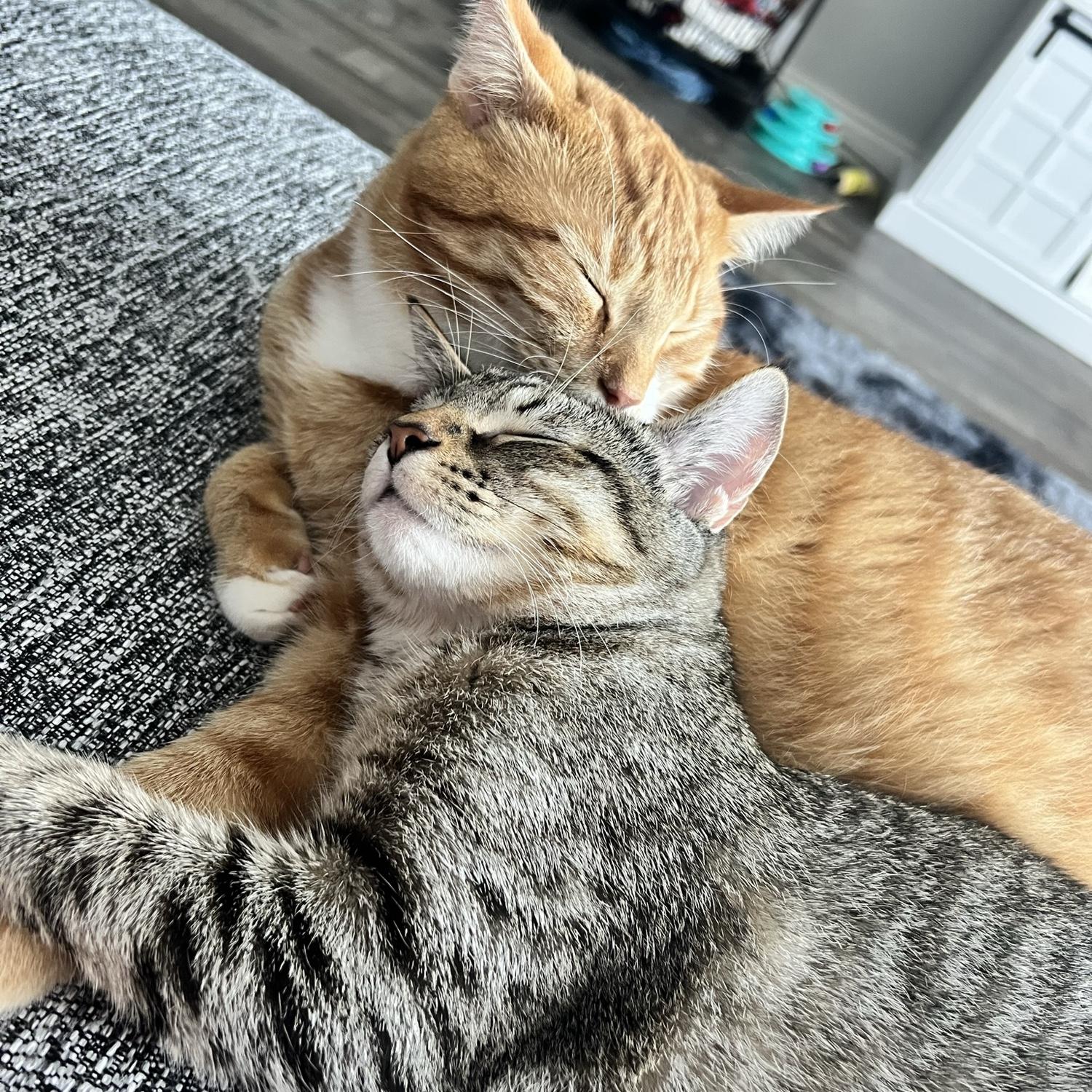 Our fur babies! 🥰