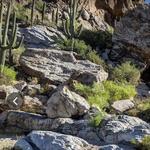 Coronado National Forest