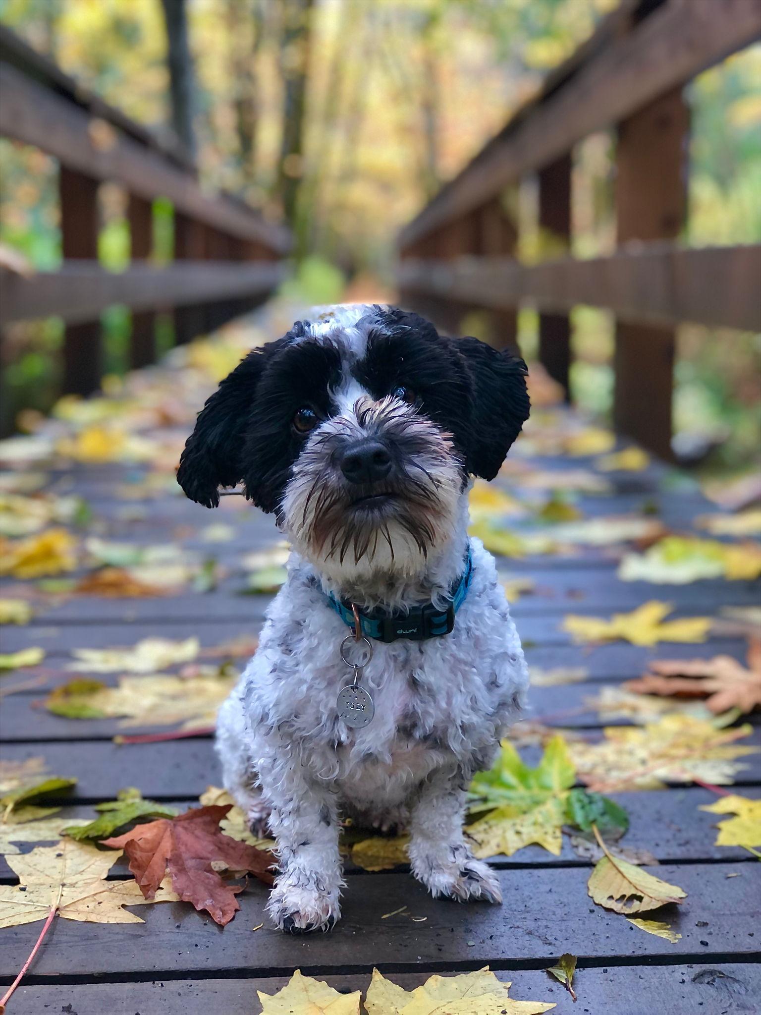 The Wedding Website of Taylor Olson and Adam Myrfield