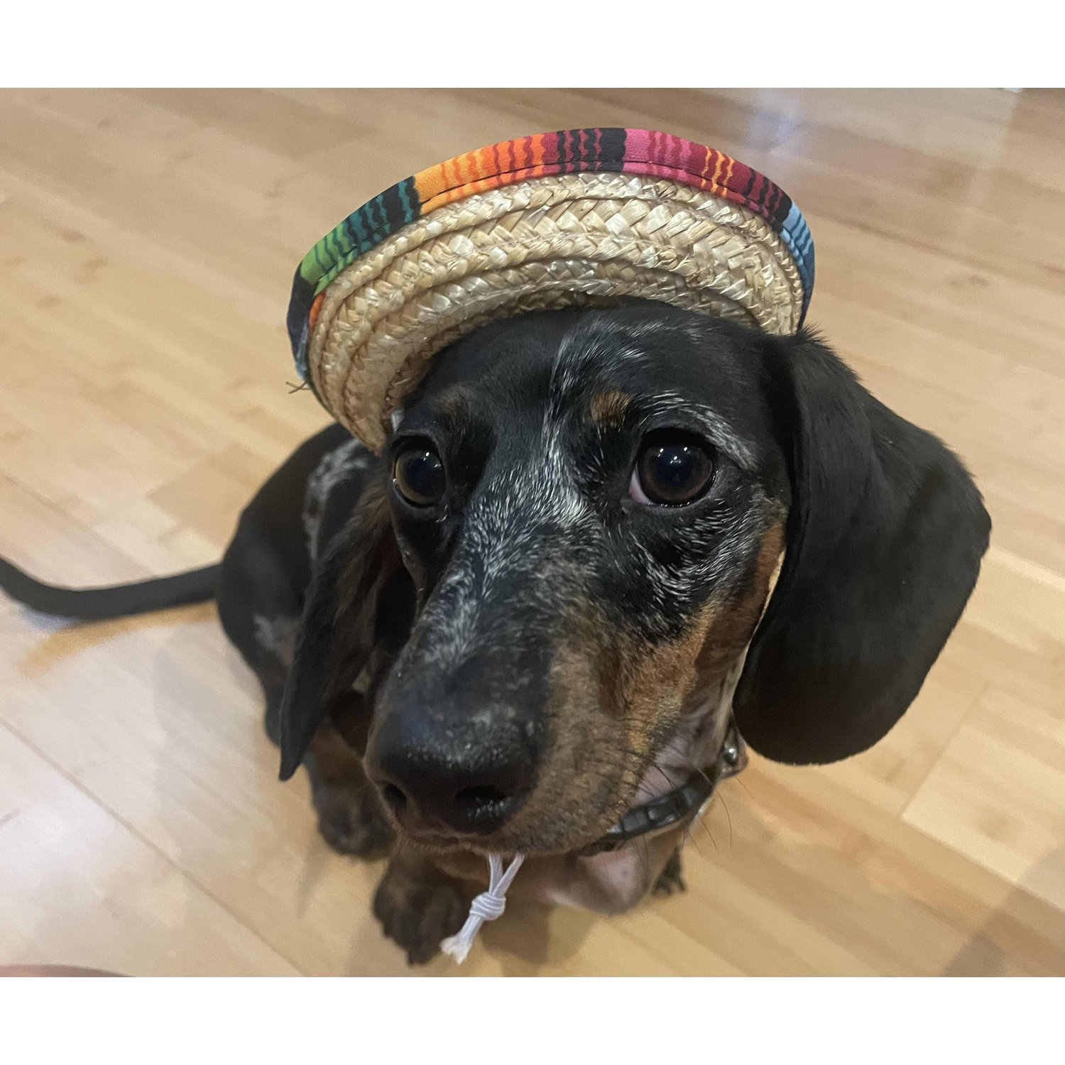 Reggie is ready for Mexico!!