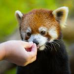 Greenville Zoo
