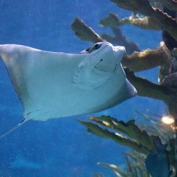 Audubon Aquarium & Insectarium tickets for two