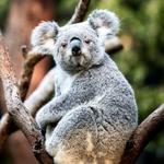 Taronga Zoo Sydney