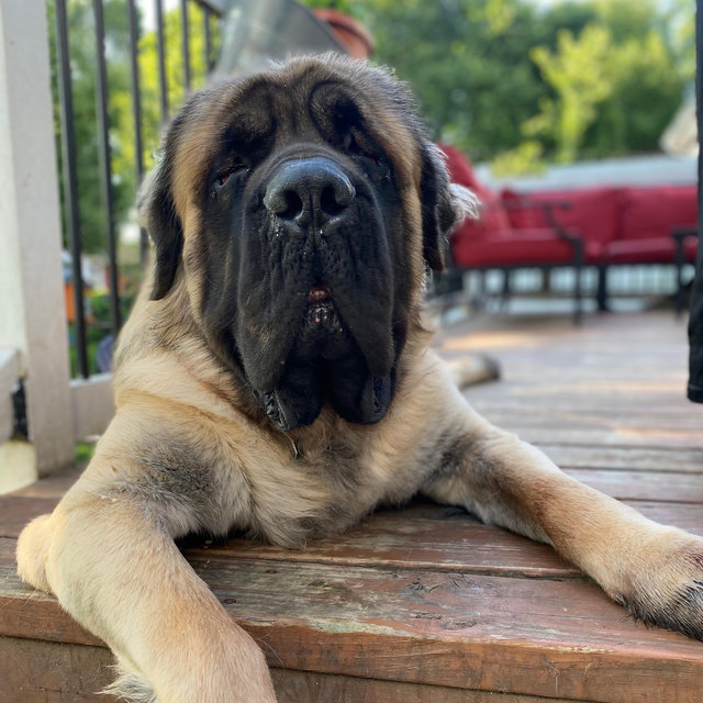 Pet Sitter For Our Honeymoon