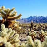 Cholla Cactus Garden