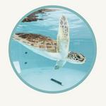 Loggerhead Marinelife Center