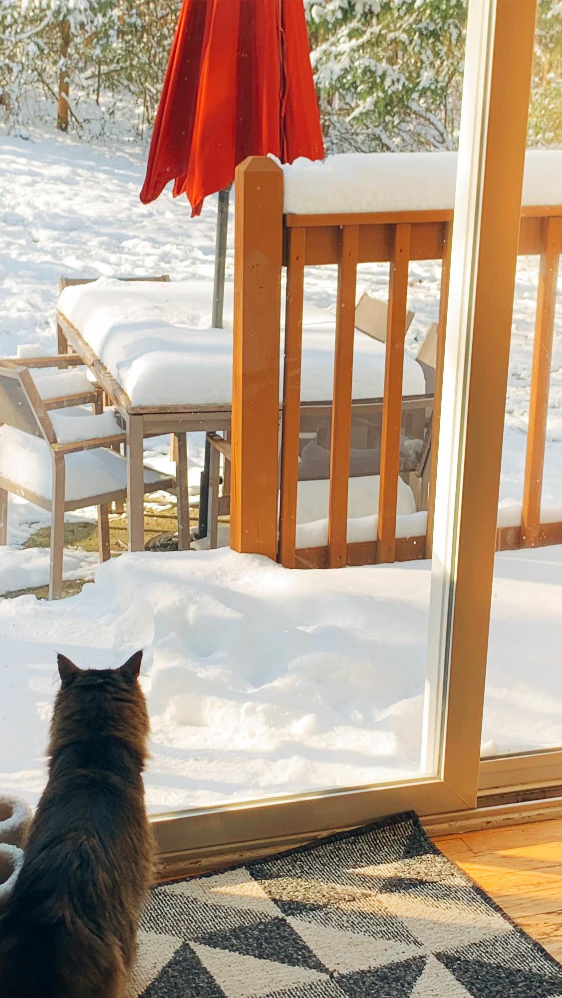 A snow day in the new house (for the cats, at least).