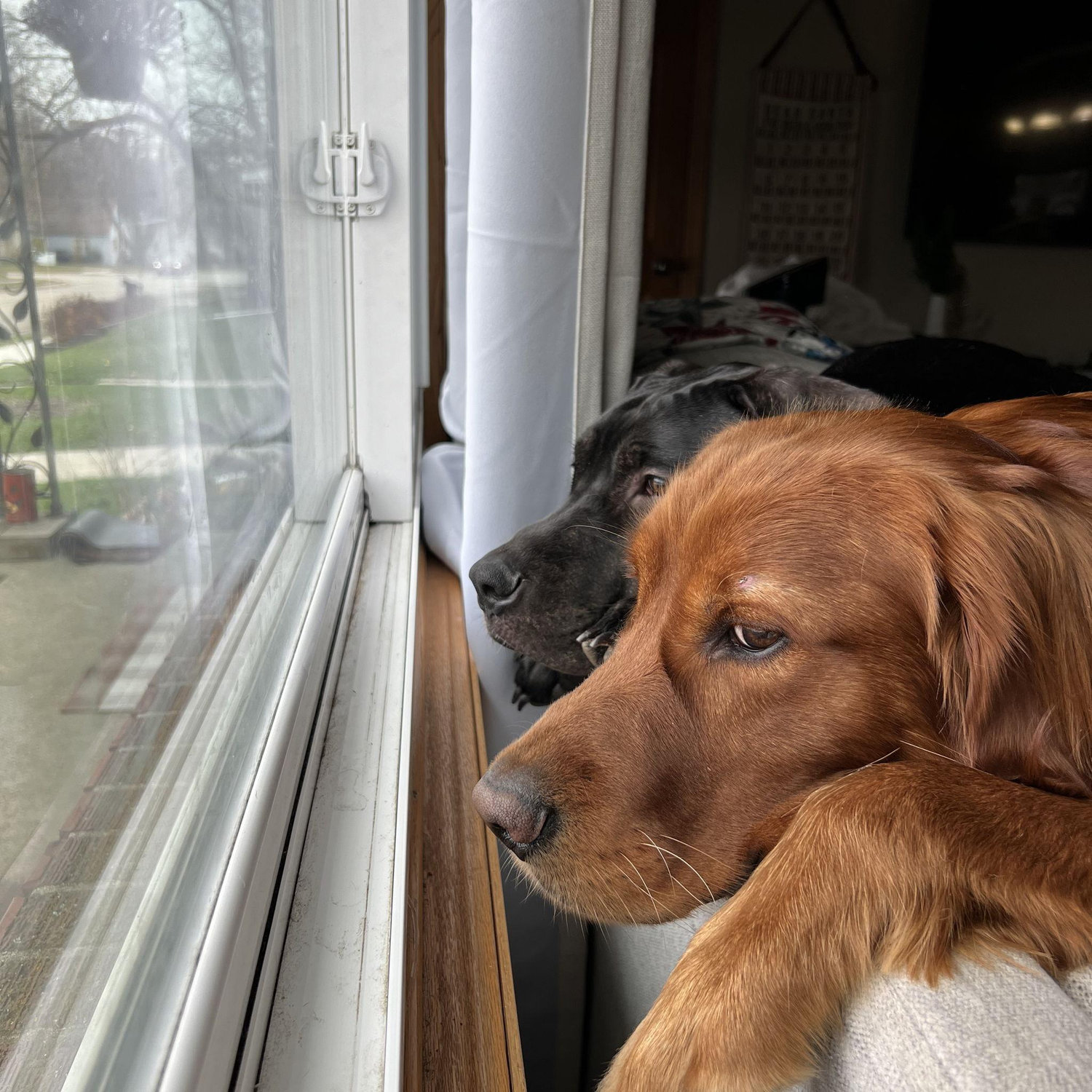 More fur babies!