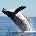 Whale Watching