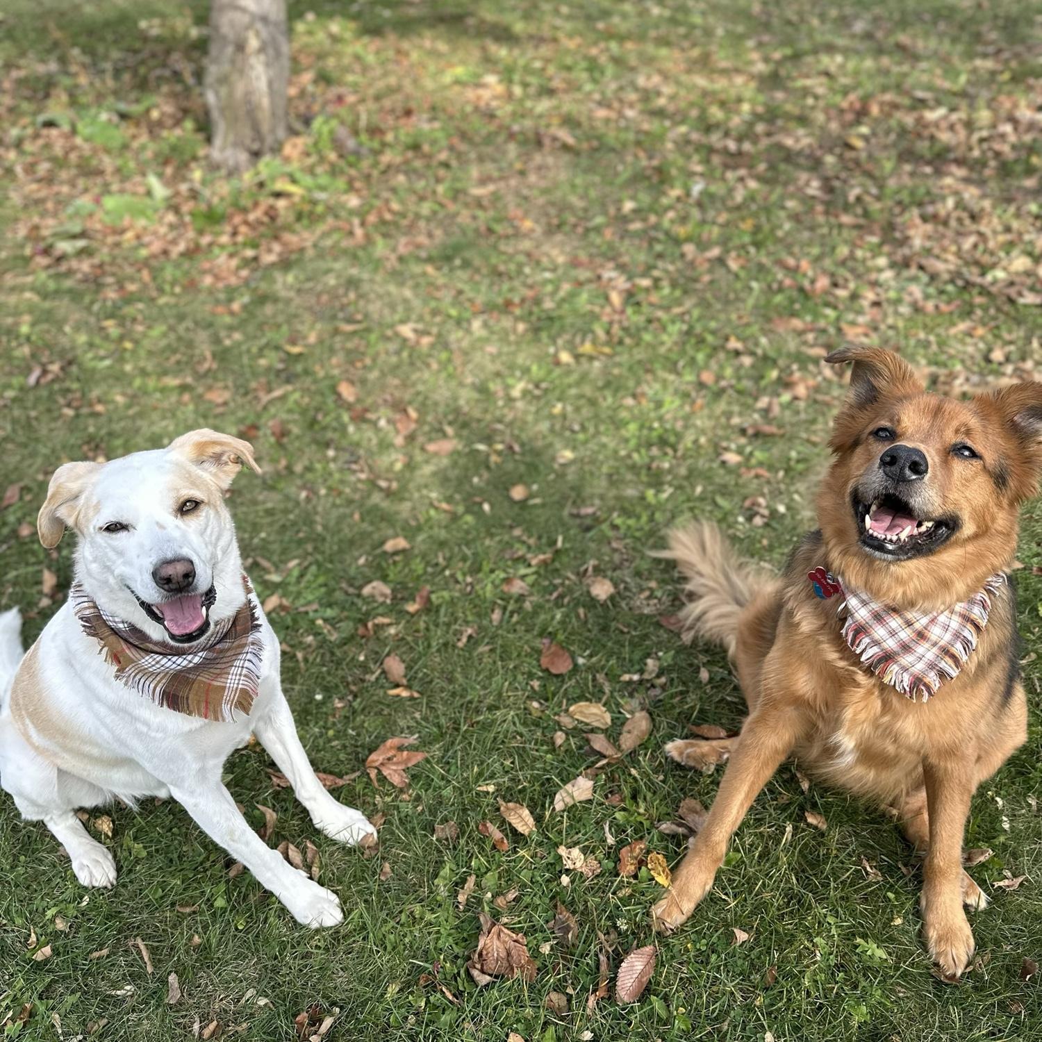 Skippy & Finley 🐶🐶