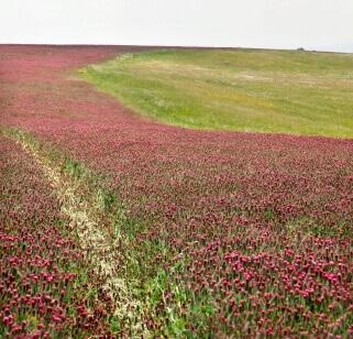 Red Clover Seeds