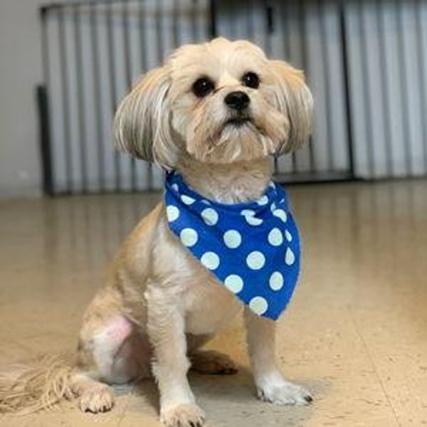 Fur-Bulous Funds for Insulin and Treats