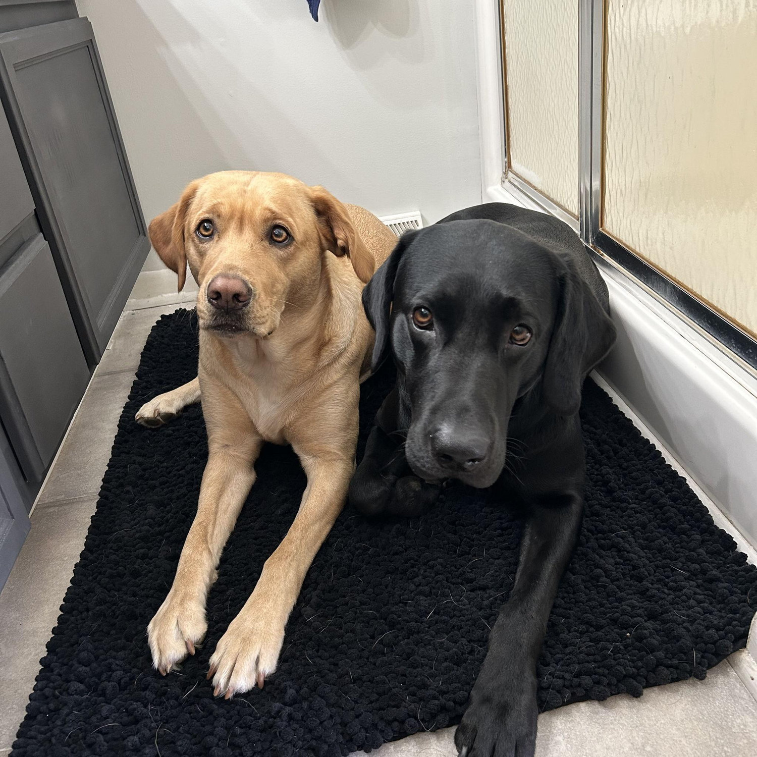 Millie and Bo!!