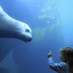 Alaska SeaLife Center